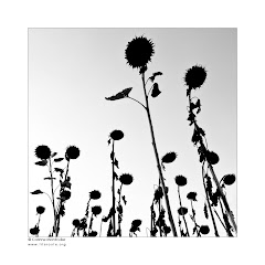 Tournesols