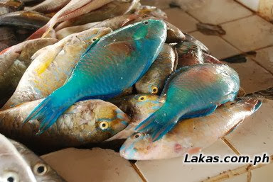 Loro (Parrot Fish) Loro (Parrot Fish)
