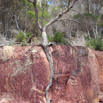 Tree at home in the cracks of red sand bay (103051)