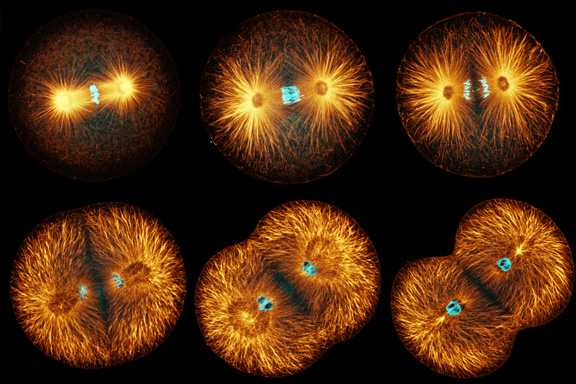 Mitosis y citoesqueleto