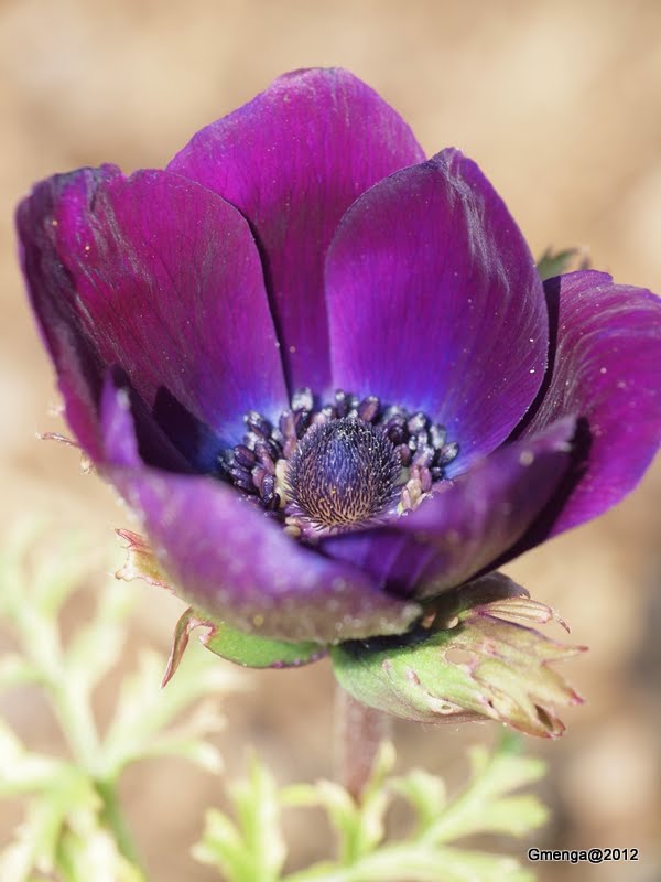 Anémone de Caen - Anemone coronaria