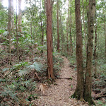 Meandering through the forest (192494)