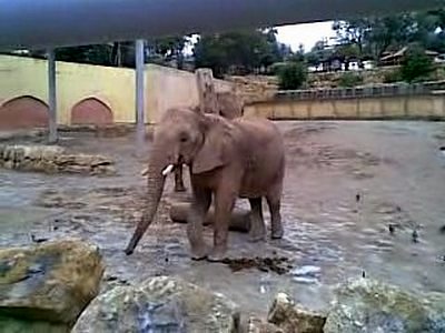 Слон в зоопарке Лиссабона Слон в зоопарке в Лиссабоне фото