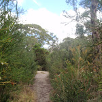 Bush track through heath (79723)