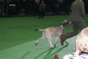 MADERA Festina w ruchu.JPG