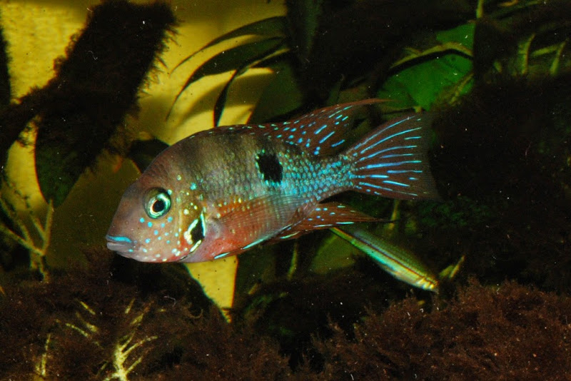 Thorichthys maculipinnis "ellioti" Tilapan Rio Tepango 2010 - Page 5 DSC_6711