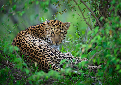 Mara Leopard by David Lloyd 20 Rare Pictures of Leopards