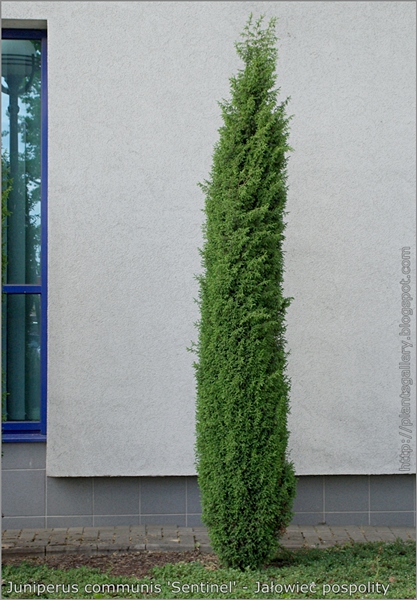 Juniperus communis 'Sentinel' habit - Jałowiec pospolity 'Sentinel' pokrój