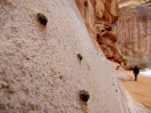 Concretions on the canyon wall