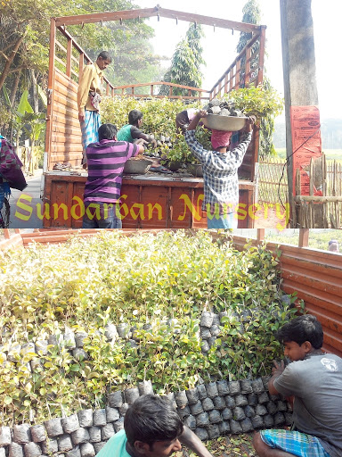 Sundarban Nursery, Near Madhyampur railway station, Paschim Madhyampu, State Highway 2, Gulai Chandi, West Bengal 743429, India, Plant_Nursery, state WB