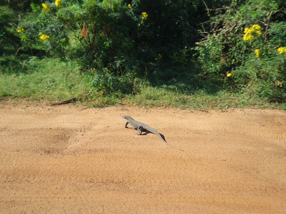 Шри-Ланка: 2 недели на троих, или бюджетный тур самостоятельных туристов