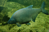 Common bream