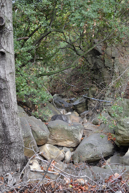 rocky creek bed