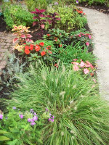 Gardening In The Late Summer Early Autumn