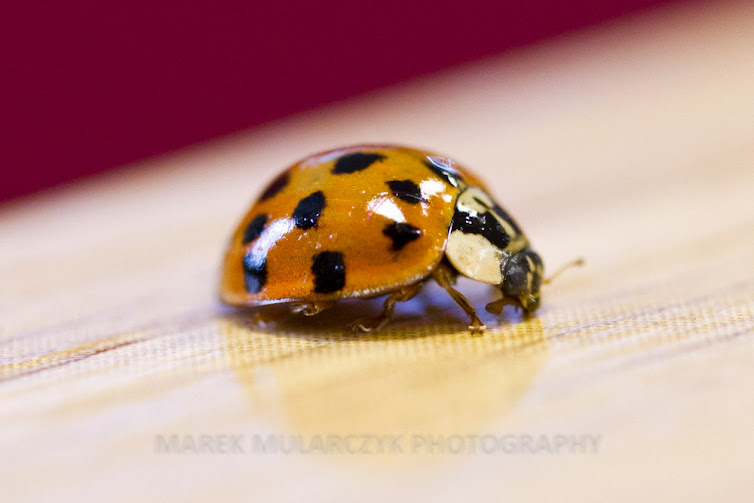 Ladybird image by Marek Mularczyk