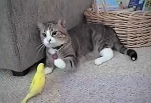 Video : ネコ VS 小鳥 ! !
