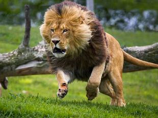 león en movimiento