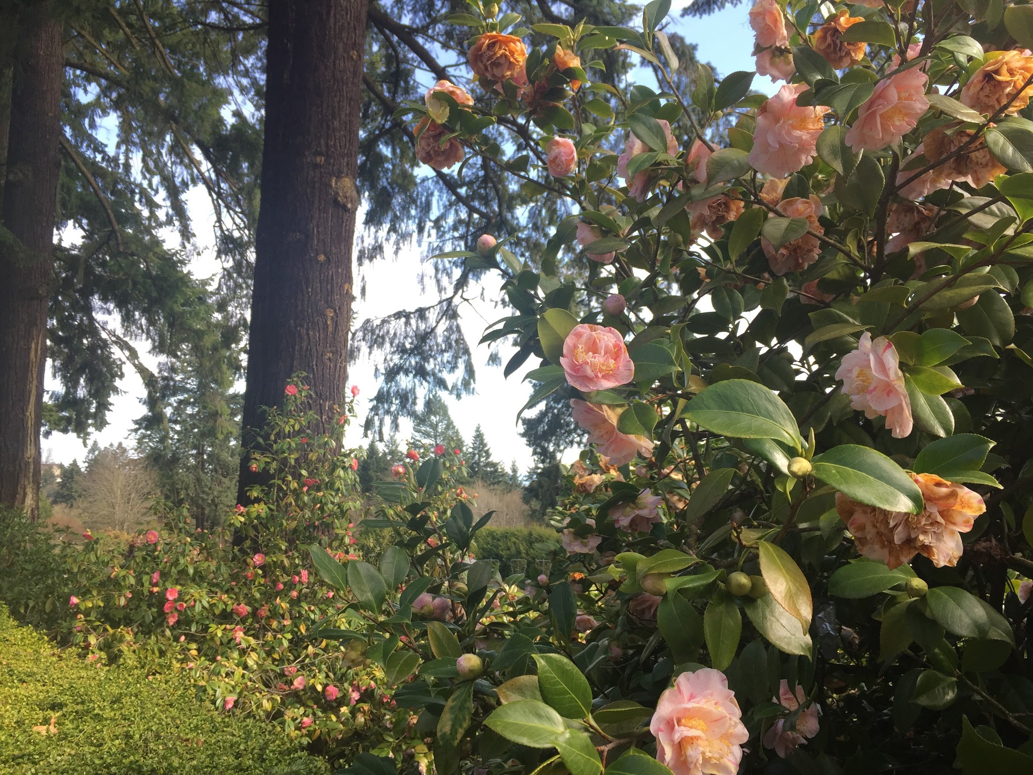 Portland, Oregon: International Rose Test Garden
