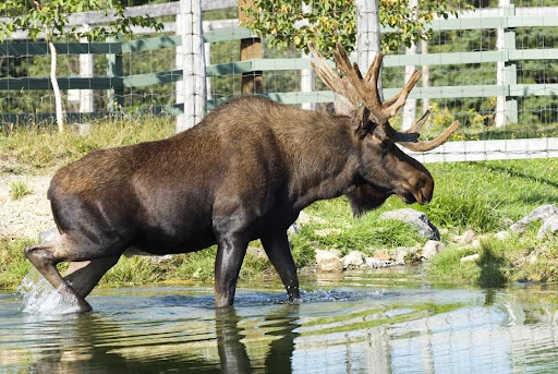 Bioparc de la Gaspésie - Bonaventure