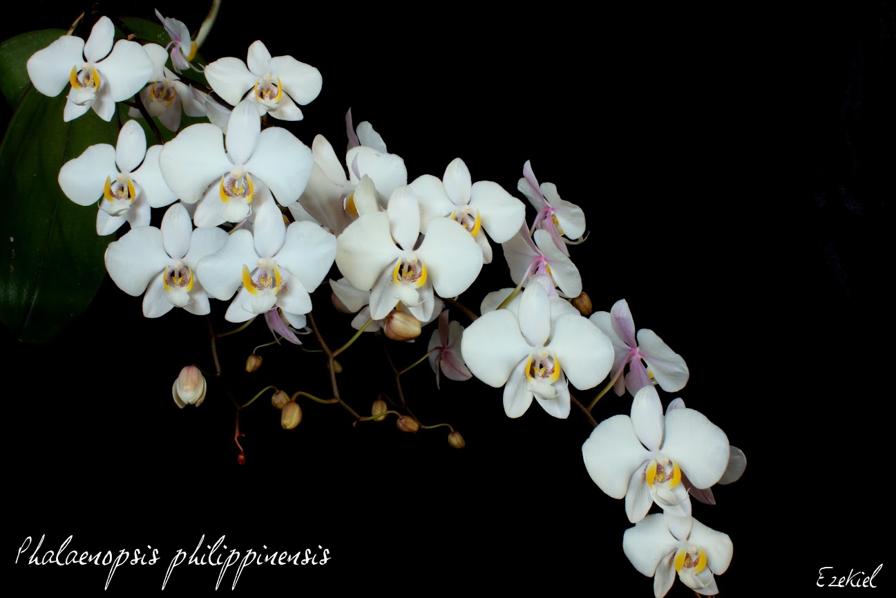Phalaenopsis philippinensis - Page 2 IMG_8521