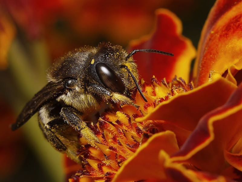 Le nez dans le pollen G1350881