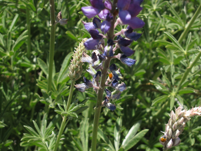 closer view of lady bugs