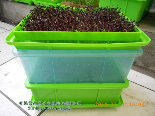 有機紫高麗菜芽苗