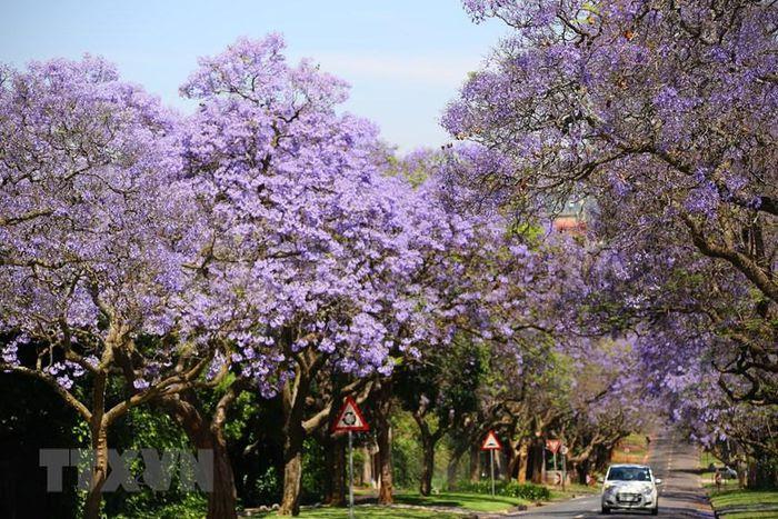 Pretoria – thành phố hoa phượng tím của Nam Phi - ảnh 7
