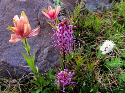 A nice bouquet of Paintbrush, Elephant Heads, and Bistort