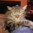 Nicholas Borko avatar image
