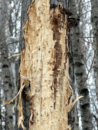 Bear Tree? | New England & New York Backcountry & Hiking Forum
