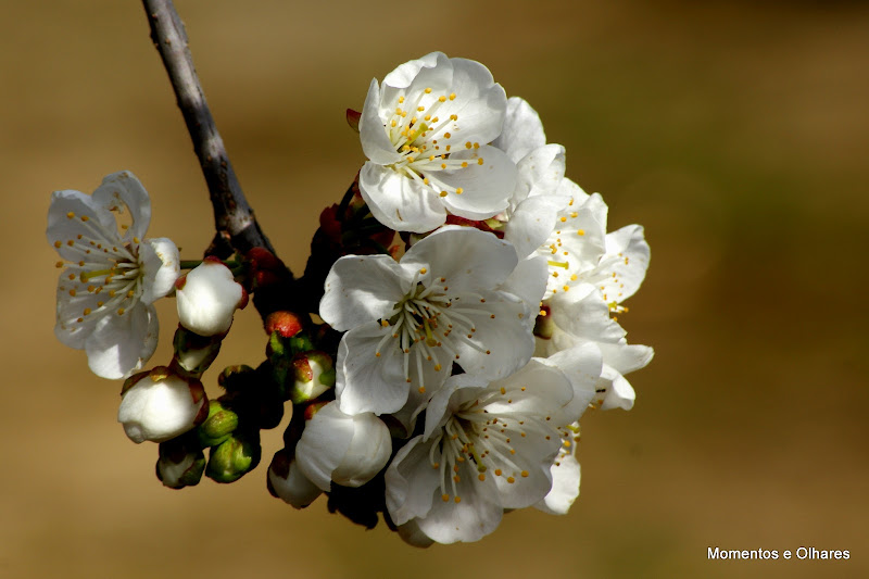 Flor de cerejeira