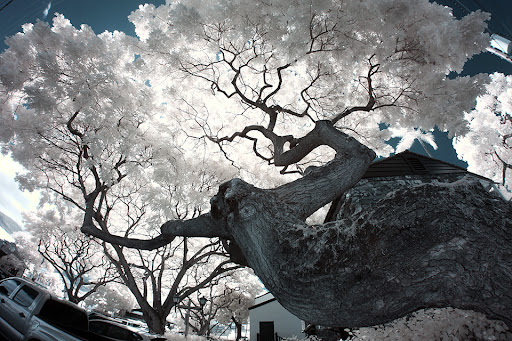 IMAGE: https://lh5.googleusercontent.com/-b6LFdDCVa2s/TngLK35R3zI/AAAAAAAAFwE/KLMVY-2NlWw/IMG_3187.jpg