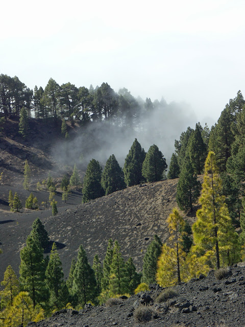 SENDERISMO TRANQUILO EN LA PALMA - Blogs de España - CAMINAR ENTRE VOLCANES: DESDE EL REFUGIO DEL PILAR HASTA FUENCALIENTE (1)