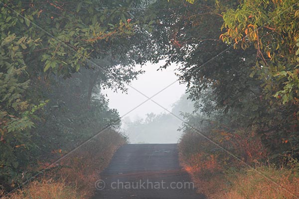 Misty forest road