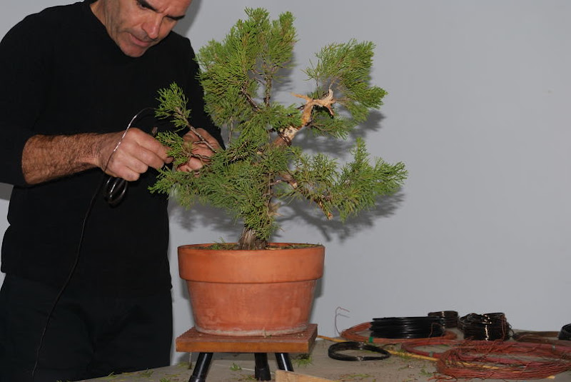 XI Exposición Invernal de bonsai de la A.S.B. Chokkan 169%252520XI%252520Exp.Inv.%252520ASBC%25252020111204%252520242