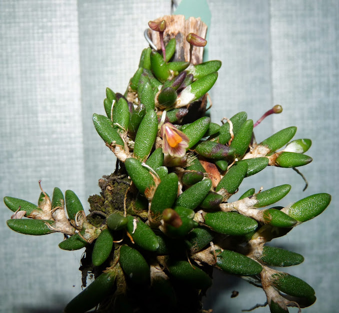 Dendrobium lichenastrum P1370743