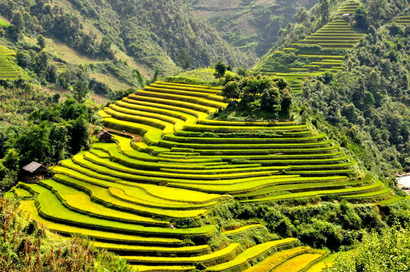 Image result for sa pa terraces vietnam