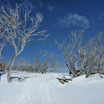 Walking amoung the snow gums (300853)