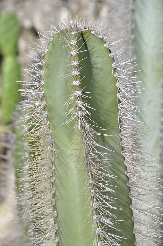 Un cactus à identifier Image_2_cactus