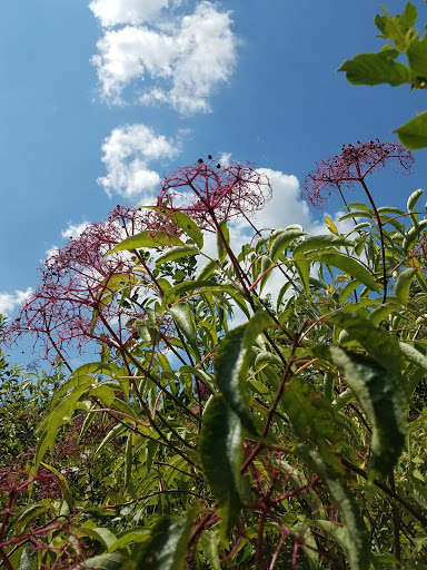 Nature Preserve «Rubio Woods», reviews and photos, W. Midlothian Turnpike, Midlothian, IL 60445, USA