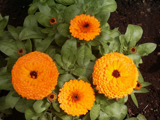 A Splash of Colour