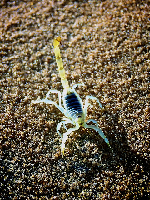 Scorpion