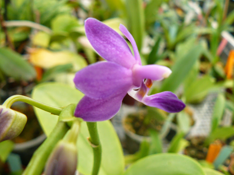 Phalaenopsis Purple Martin P1040641