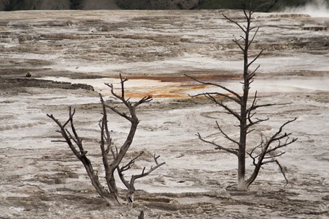 NUESTRO VIAJE AL PLEISTOCENO: YELLOWSTONE Y GRAND TETON - Blogs de USA - GRAND TETON NATIONAL PARK (13)