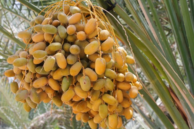 Unripe Date Fruit at Al Ain Oasis, UAE