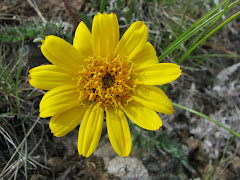 Balsamorhiza hookeri (Hooker's balsamroot)