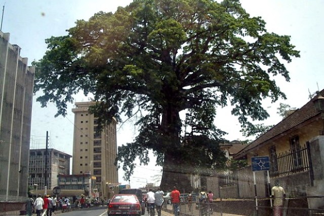 pohon terbesar