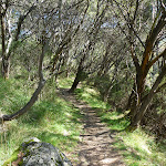 Forest along the Pipeline Path (277352)