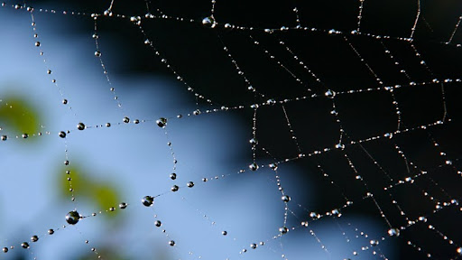 Morning Dew on a Spider's Web.jpg